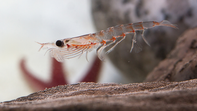 Illustration for article titled 10 Krill That Daddy
Likey